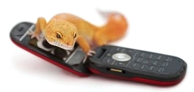 Gecko on phone